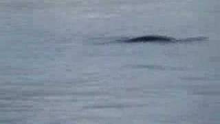 Loch Ness Monster Spotted Nessie New Footage 6307 [upl. by Syah]