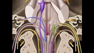 Cranial nerves IX X XI amp XII [upl. by Feliks]