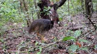 Animals of the Daintree Rainforest [upl. by Laroc]