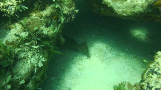 Gag Grouper Reef Bayport Florida using the Gator Gill 12 volt diving Hookah [upl. by Ainola]