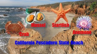 California Pescadero State Beach crab anemone starfish mussels enjoy blue sea and clean water [upl. by Anailuy40]