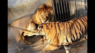 Lion vs Tiger real Fight To Death  Wild Animals Attack [upl. by Eecyak]