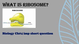 Ribosome structure and function  Biology class 9th [upl. by Priebe136]