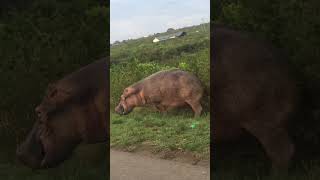 Hippo caught on Camera shaking tail Game drive by Paradise Adventure Vacations [upl. by Amehsat317]