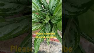 Aglaonema plant  aglaonema plant care Best indoor plant Aglonema green plant [upl. by Nosloc]