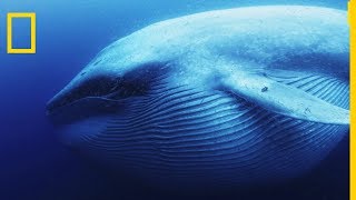 La baleine bleue est le plus grand tous les animaux [upl. by Hait138]