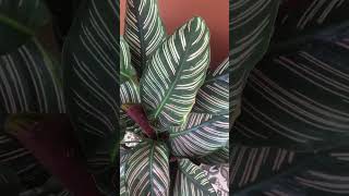 The Beautiful Calathea Ornata calathea marantaceae [upl. by Arodoet653]