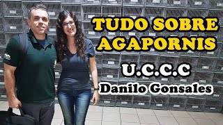 AGAPORNIS  CRIAÇÃO ALIMENTAÇÃO CAMPEONATO  Danilo Gonsales  UDP [upl. by Eatnoled]