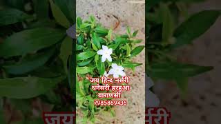 जय हिन्द नर्सरी धनेसरी हरहुआ वाराणसी 7985869436 tamil song rap jayhindnursery dhanesari [upl. by Marcellina]