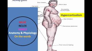 HypothalamicPituitary Mnemonic Pt I wmv [upl. by Mathis]