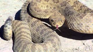 HUGE RATTLE SNAKE [upl. by Akoyn]