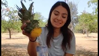 Rich man gives a pineapple filled with money to single mom to save his daughter 😭 [upl. by Gnuoy268]