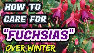 How To Care For Fuchsias  Over Winter [upl. by Akihdar90]