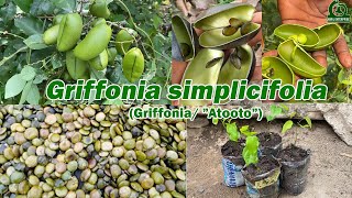 The secret you must know about Griffonia simplicifolia [upl. by Barsky]