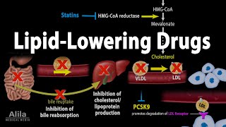 Pharmacology Lipid Lowering Drugs Animation [upl. by Asta73]