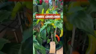 Dobbies Garden Centre viralshort gardenlovers greenchilli trending viralshort shortsfeeduk [upl. by Voltz]