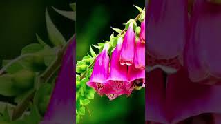 Foxglove Plant 🪴 😍 cover music kpop newmusic shorts short trending [upl. by Ednil]