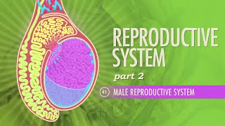 Reproductive System Part 2  Male Reproductive System Crash Course Anatomy amp Physiology 41 [upl. by Amann]