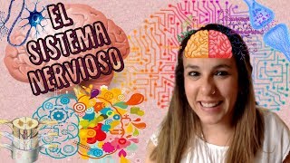 El Sistema Nervioso  BioESOsfera  Biología [upl. by Eittik753]