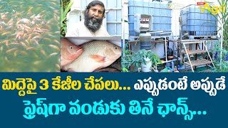 Midde Thota Fish Farming  మిద్దెపై 3కేజీల చేపలు ఫ్రెష్‌గా వండుకు తినే ఛాన్స్ Tone Agri [upl. by Os]