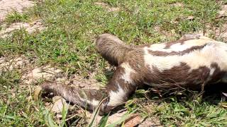 sloth running for its life [upl. by Mayhew]