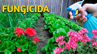 SOLUCIÓN DEFINITIVA para HONGOS con este FUNGICIDA CASERO para plantas huerto o jardín [upl. by Lyman]