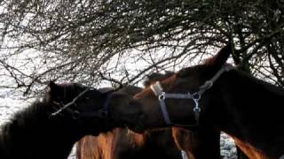 Hackney pony stallion Camo early winter morning kissing game [upl. by Ika]