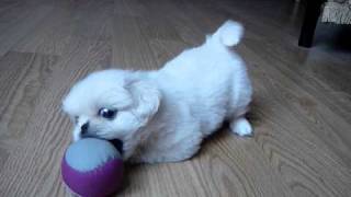 White pekingese puppy playing Super CUTE [upl. by Tory]