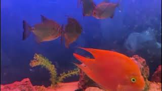 Online Fish Shopping in India bunnycartcom bunnycartin Shrimp amp Plant SlowMo trending viral 44 [upl. by Elspet]