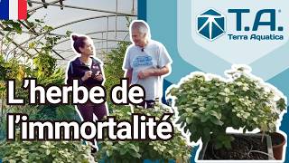 Connaissez vous la plante de limmortalité 🌱 [upl. by Durkee]