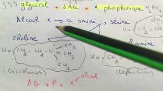 Biochimie  lipides complexes ملخص😍❤️ [upl. by Ehcrop]