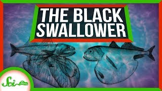 Meet The Black Swallower Natures Top Competitive Eater [upl. by Neelyak]