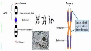 Why Chromosomes Contains Many Genes [upl. by Naenej]