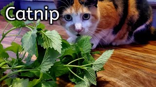 Top Tips To Growing Awesome Catnip For Your Cats [upl. by Htebaile]