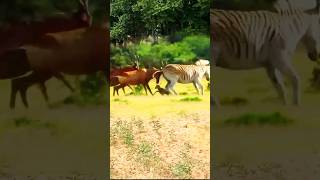 🔥Tragic Event 😿 Zebra Kicks Neonate Baby Impala Brutally shorts animals wildlife [upl. by Antonina596]