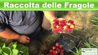 Come raccogliere le fragole unifere Asia [upl. by Sianna]