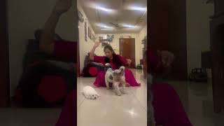 Dont Hit Mommy  Booster trying to protect new puppy ytshorts pets dog sushmakiron [upl. by Neural]