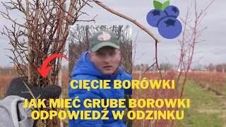 Cięcie Borówki Amerykańskiej Cała Wiedza w 3 minuty [upl. by Enitsud344]