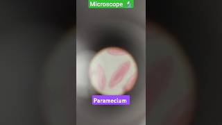 paramecium in microscope l science practical l microscope l viral science biology school [upl. by Anstice345]