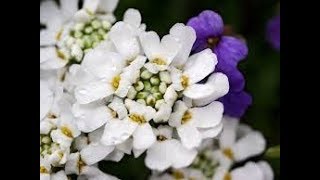 How🤔 to collect 🕊Candytuft Flowers 💐SEEDSBest winter flowers plants [upl. by Naujtna]