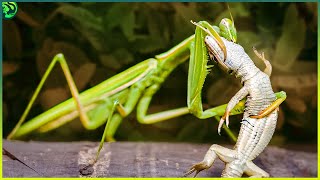 13 Shocking Moments of Mantis Destroying their Opponents [upl. by Eohce311]