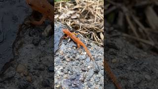 Salamander 🦎 and newt farm nature [upl. by Aridnere]