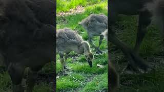 Canada geese chicks  birdnoises canadageese geesechicks [upl. by Eldorado782]