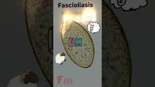 Fasciola hepatica egg⭐ Fascioliasis🤓👍Parasitology👍🔬✅ [upl. by Mumford53]