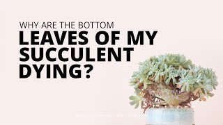 Why are the bottom leaves of my succulents dying  Succulents in Seconds [upl. by Okoyik]