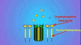 7 Acetylcholinesterase and Insecticide Inhibition [upl. by Wolf]