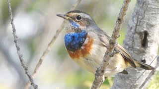 כחול חזה גן לאומי אשקלון 2024 Bluethroat Ashkelon National Park [upl. by Aleen670]