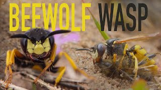 Beewolf wasp attacking bees [upl. by Eiramaliehs86]