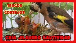 🔥 Técnicas PROFESIONALES de CRIA DE JILGUEROS EN CAUTIVIDAD ✅ COMO CRIAR JILGUEROS [upl. by Felipe153]