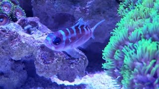 15 G Nano Reef – Chalk Bass Creature Feature [upl. by Tnek]